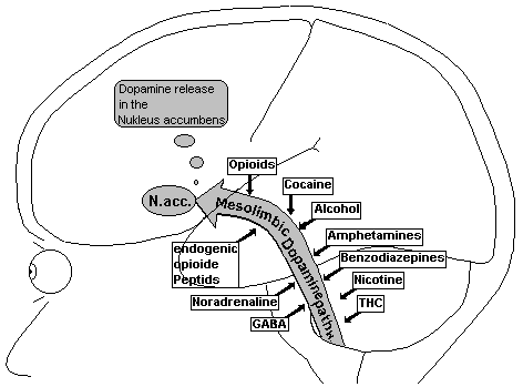 4.4 The Rewarding System and Addictive Drugs. Fig.22: Mesolimbic Dopamine 