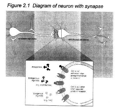  cells that create a red blood Neuron+diagram+to+label Diagram showing 