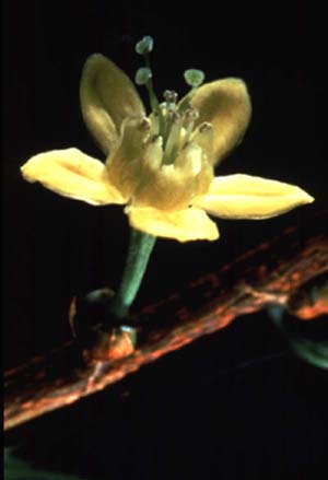 The beauty of Nature: photo of coca flower