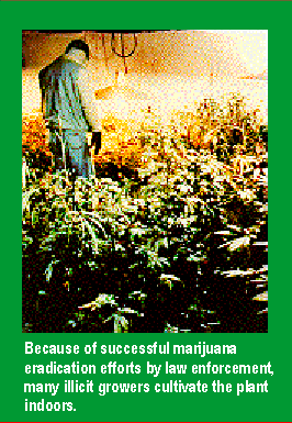 Because of successful marijuana eradicatin efforts by law enforcement, many illicit growers cultivate the plant indoors.