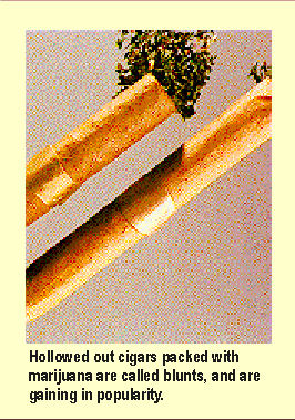 Hollowed out cigars packed with marijuana are called blunts, and are gaining popularity.