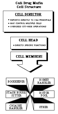 Cali Drug Mafia Cell Structure